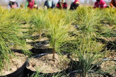 沙漠种树的注意事项,要选择合适的树种