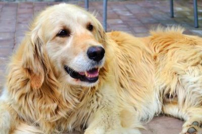 金毛一般多大开始爆毛，通常在4-5个月左右开始