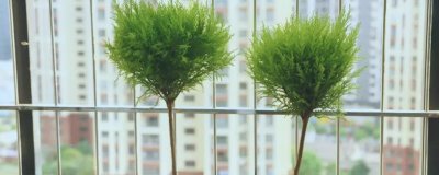 如何养香松，需将其放在采光好地方养殖