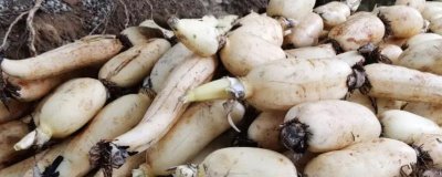 莲藕的产地有哪些,洪湖、新垦和襄陵的莲藕出名