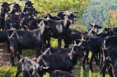 黑山羊怎么养殖,需挑选具有较抗病和适应能力的品种