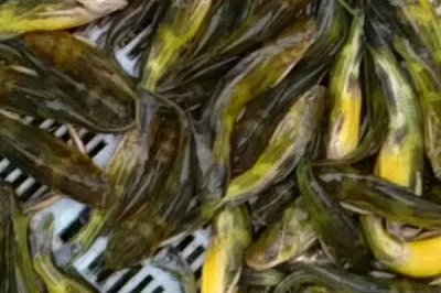 黄颡鱼的价格，零售价多为12-20元左右