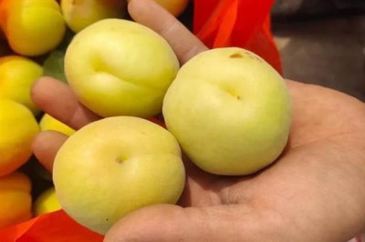 香白杏的价格,一斤需要1.5-5元左右