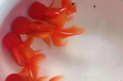 狮子头金鱼需要加热吗,冬季一般需要使用加热棒