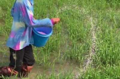 使用氮肥要注意什么，不能和碱性肥料、有机肥一起使用