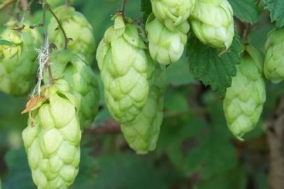 怎么种植啤酒花,种苗的顶部要和地面保持一定距离