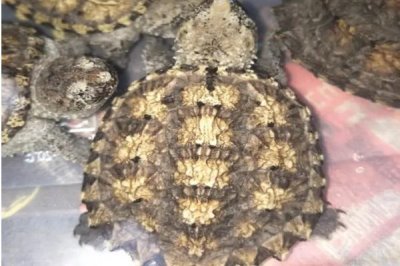 杂佛鳄龟喜欢吃什么,肉食性食物、蔬果都可以