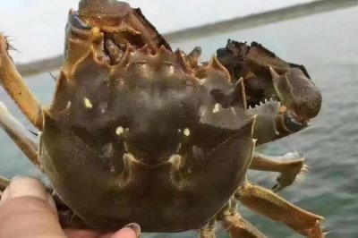 大闸蟹的产地，阳澄湖、固城湖、太湖等地方均有产出