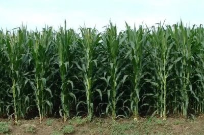 凤田509玉米种简介，中晚熟品种