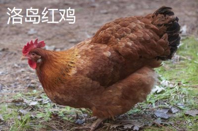 常见的蛋鸡品种,白来航鸡的年产蛋量可达到300枚