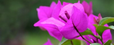 三角梅不开花怎么办，可换一个更大的花盆试试