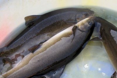 我国最贵的十大淡水鱼，前三分别为云南裂腹鱼、长江刀鱼、鳇鱼