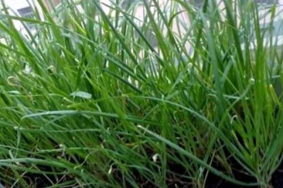 在家怎么种韭菜，需选择耐贫瘠的品种