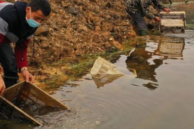 怎么养殖斑节对虾,天晴日暖时可在傍晚放苗