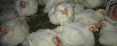 白羽肉鸡的生长周期,通常45天就可以出栏