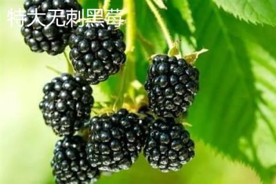 树莓与刺莓的区别，产地、株高均不同