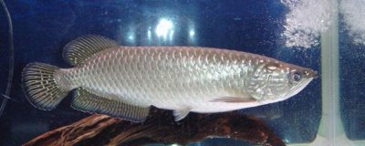 银龙鱼沉底奄奄一息的原因,可能是因为它受到了惊吓