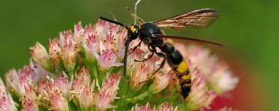 被马蜂蛰了怎么办,先要用食醋等弱酸性溶液清洗