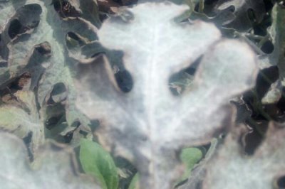 西瓜白粉病,主要危害叶片、叶柄和茎