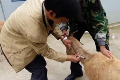 给羊驱虫的方法,主要在春天和秋天进行