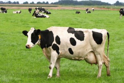 让奶牛同期发情的方式,以下三种方法任选