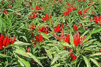 朝天椒种植密度，需合理选择栽种密度