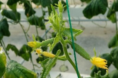 黄瓜留几个主枝好,一般留2-3个主枝即可