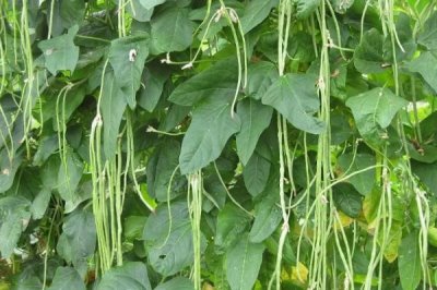 豇豆的田间管理技术,初生叶出现时应查苗补苗