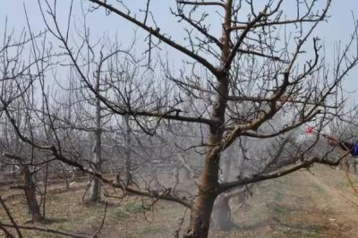 果树春季清园要点,要正确选药并把握喷药时机