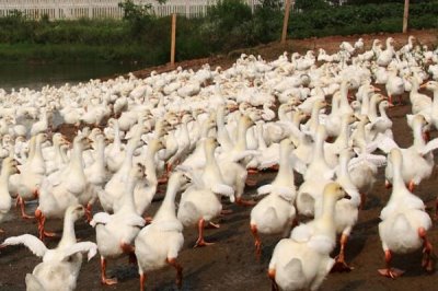 鸭子白点病，易与鸭霍乱相混淆