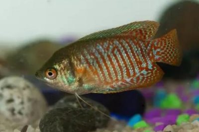 丽丽鱼吃什么食物,可以用活饵喂