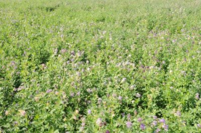 苜蓿种植管理技术,种植过程中要注意做好追肥工作