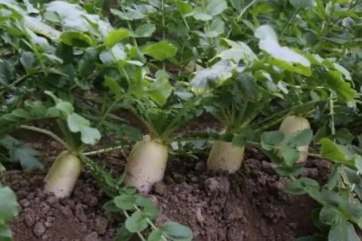 萝卜种植多久可以收获，根据种植季节决定