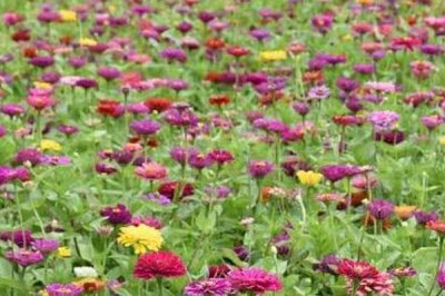 百日菊的养殖方法,整个生育期保持充足的光照