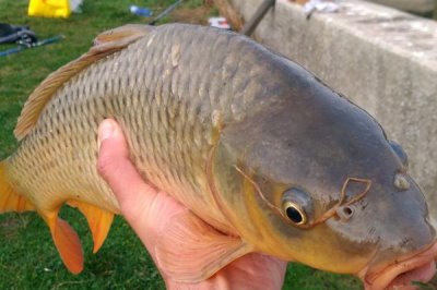 鲤鱼能长多大，最大个体可达200斤以上