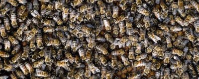 蜜蜂怕什么东西，胡蜂是蜜蜂的天敌