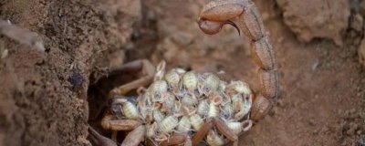 蝎子一年可以繁殖几次，1年可以繁殖2次