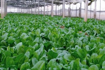 菠菜的生长适温，适宜温度为15-20℃