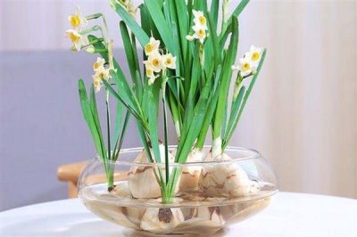 家里为什么不能养水仙花，因为家里整体光线不好