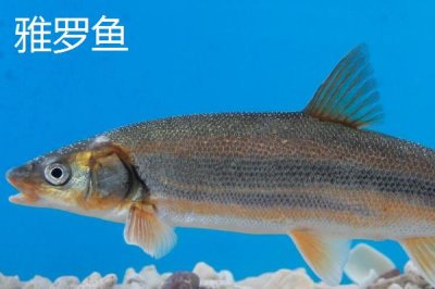 东北冷水鱼的品种,常见这5种