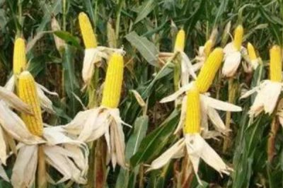 玉米授粉到成熟需要多少天,要50-60天左右