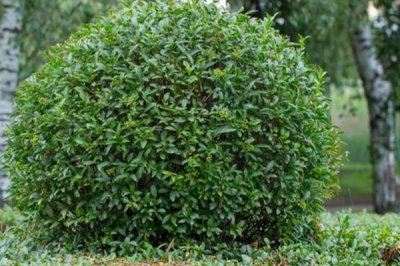 冬青树的价格，会受到规格、品种、市场等条件的影响