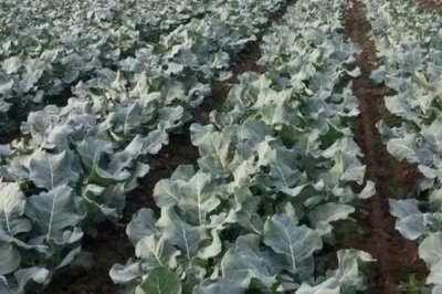 蔬菜的种植方法，低温天气可用薄膜育秧