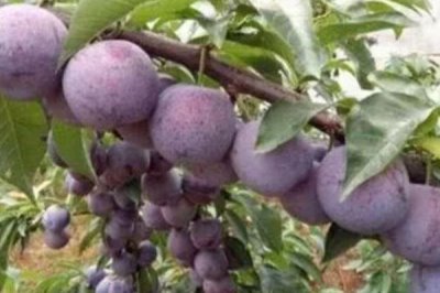 黑霸王李子苗的价格,一棵需要3-6元左右