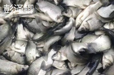 鲫鱼的外观,不同品种的外观有所区别