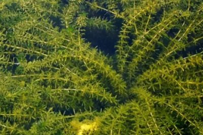 红蝴蝶水草好不好养，栽培有一定难度