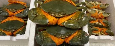 三门青蟹何时最肥美，中秋前后是最肥美的时间段