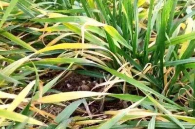 小麦黄叶病的原因,根腐病或遭受冻害后均会导致