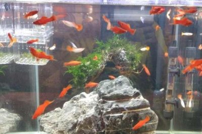 鱼为什么一直上下狂游,是因为它受到了惊吓