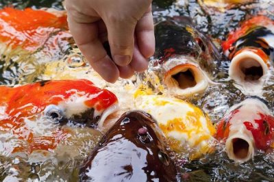 锦鲤如何过冬,首先要减少食物的投喂量